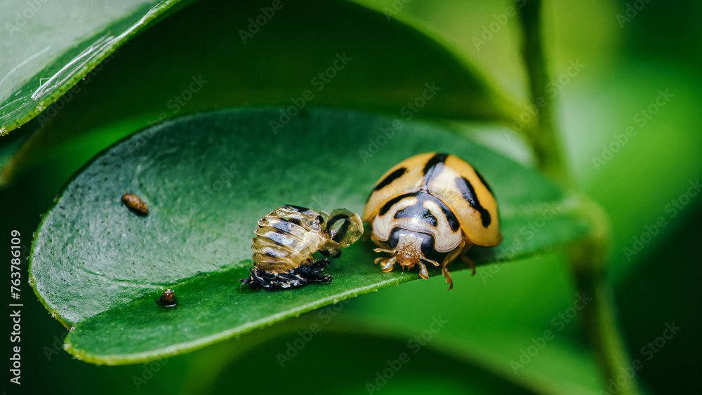Fototapeta premium Red Ladybugs on green leaf and nature blurred background.