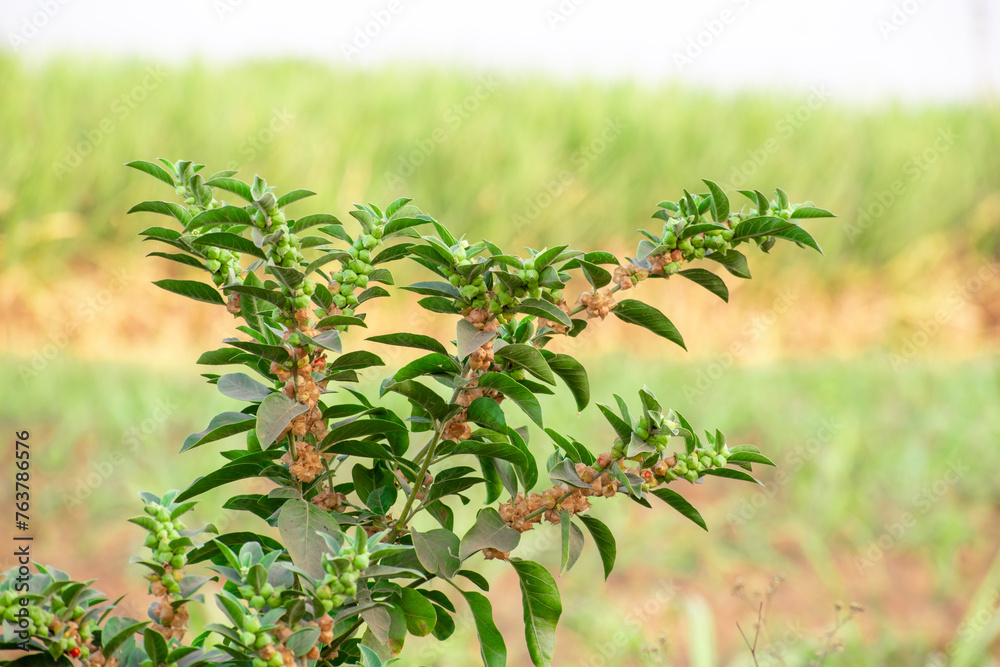 Obraz premium Ashwagandha green plant or withania somnifera plant is ayurvedic medicine plant