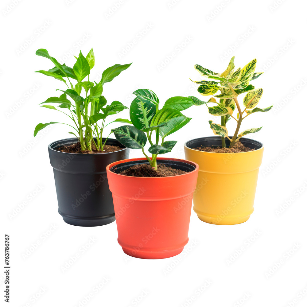 Black, red and yellow pots with plants in them. Isolated on transparent background.
