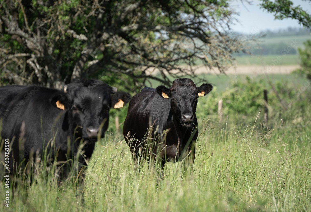 Vaches dans le pré Vaches dans le pré