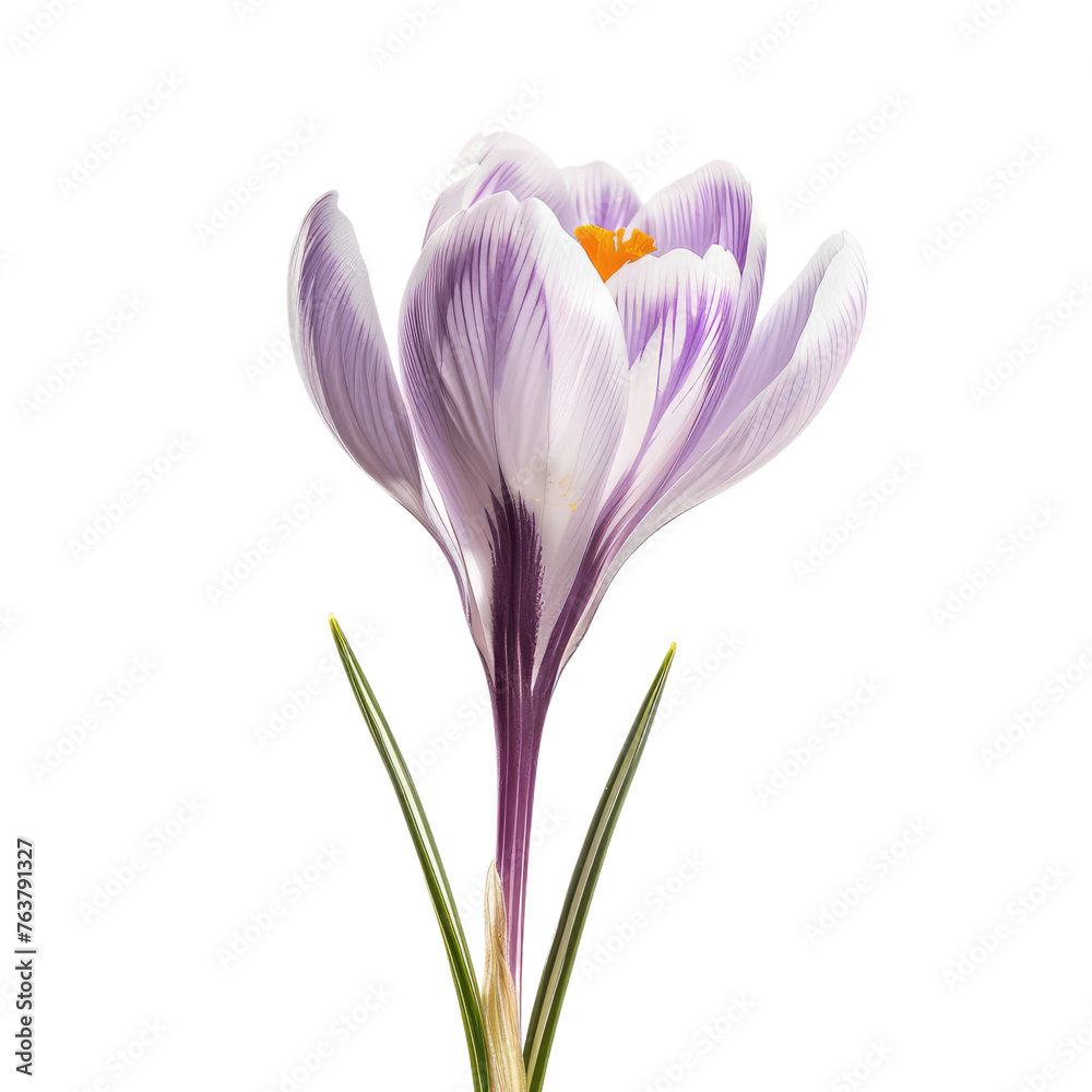Naklejka premium Crocus flower isolated on transparent background