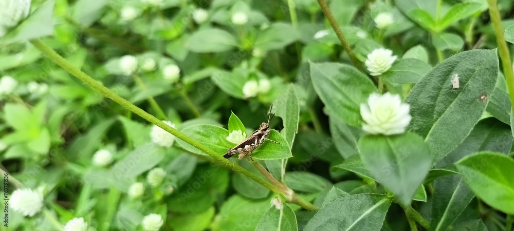 a small grasshopper in a small flower garden a small grasshopper in a small flower garden