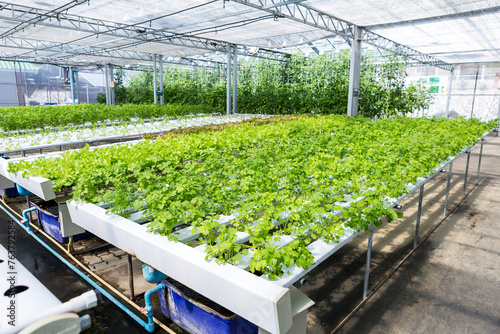 Fotografie Indoor Hydroponic farming system in north of Thailand, Chinese celery plant gron