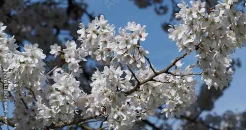 (Prunus avium) Wild cherry tree. Attractive flowering with profusions of clusters of pure white flowers in early-spring photo