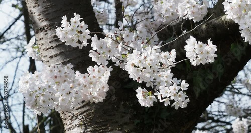 (Prunus avium) Wild cherry tree. Attractive flowering with profusions of clusters of pure white flowers in early-spring
 photo