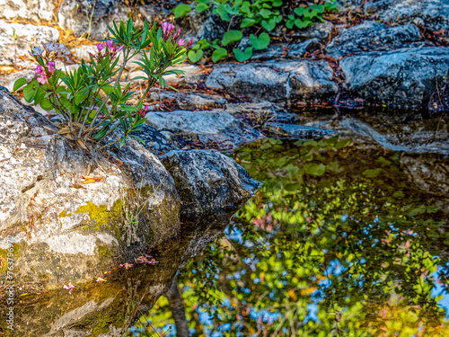 Rocks and a purple oleander are reflected on the calm surface of a small pond. A peaceful, refreshing moment in the forest.