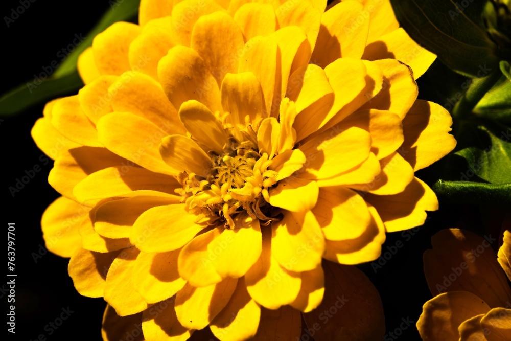 Fototapeta premium A yellow flower,Spring Flower vivid summer color, bright yellow shining magic flower