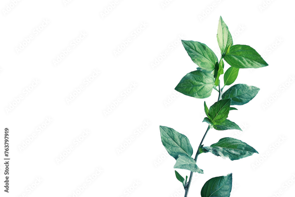 The Minimalist Beauty of Plant Isolated On Transparent Background