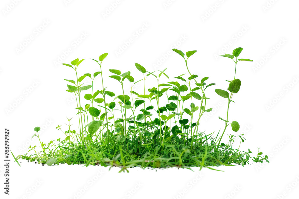 Green Plants Isolated On Transparent Background