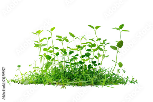 Green Plants Isolated On Transparent Background