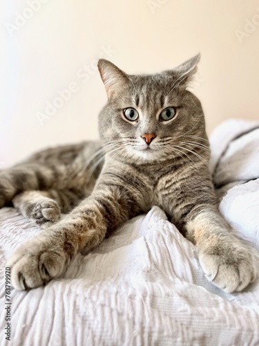 playful domestic cat lies on the bed like an owner, and looks at the camera. High quality photo