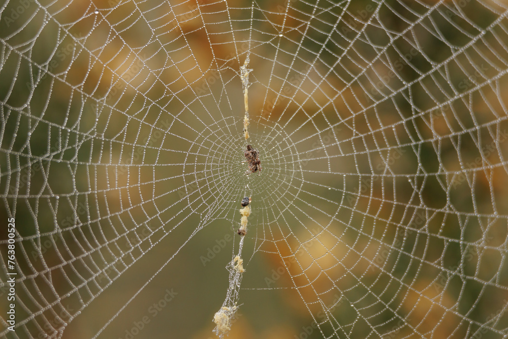 Pequeña araña (araneus diadematus) encogida por el frío y gotas de agua