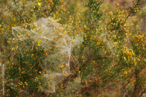 Tela de araña comunitaria en arbusto de aliaga )Genista scorpius) al inicio de la primavera en el bosque mediterraneo, España photo