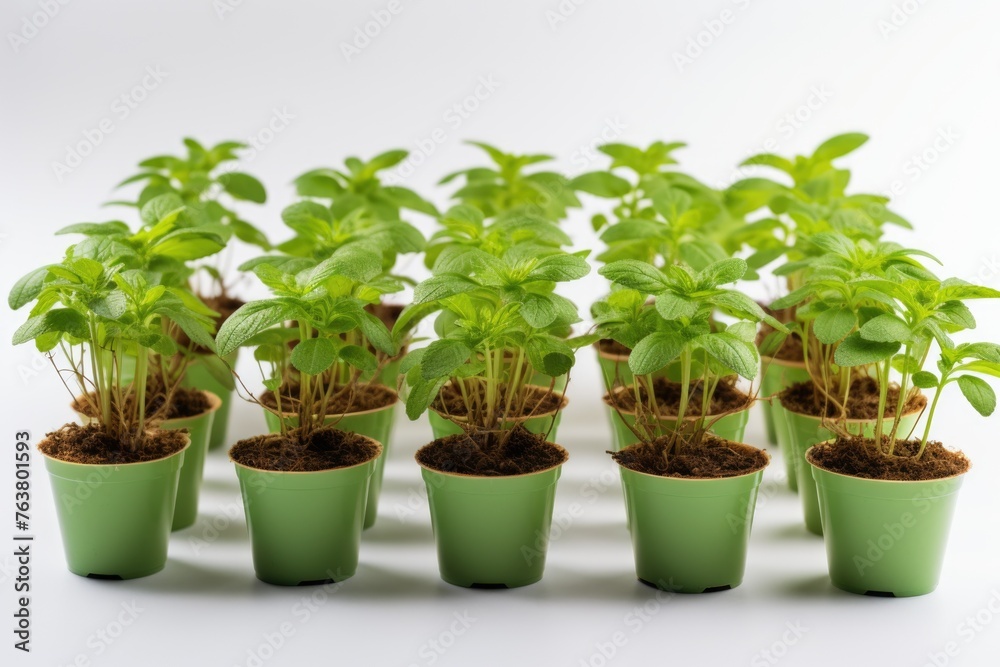 Seedlings of different aromatic herbs in paper cups with name labels on light grey marble table