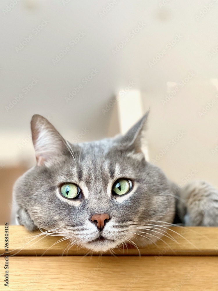 expressive eyes of a domestic cat lying on the table. High quality photo