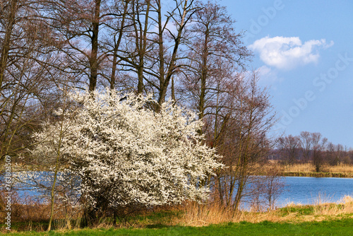 Białe kwiaty krzewu wczesną wiosną © Piotr