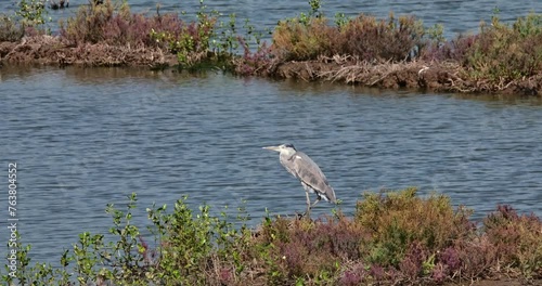 Facing to the left while the camera zooms out and slides to the right, Grey Heron Ardea cinerea, Thailand photo