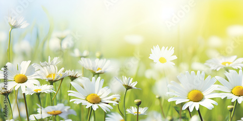 Radiant Blooms Close-up Magic of Sunlit Daisies, Enchanting Daisies © muneeb