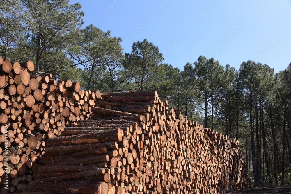 Pins coupés en forêt 2

