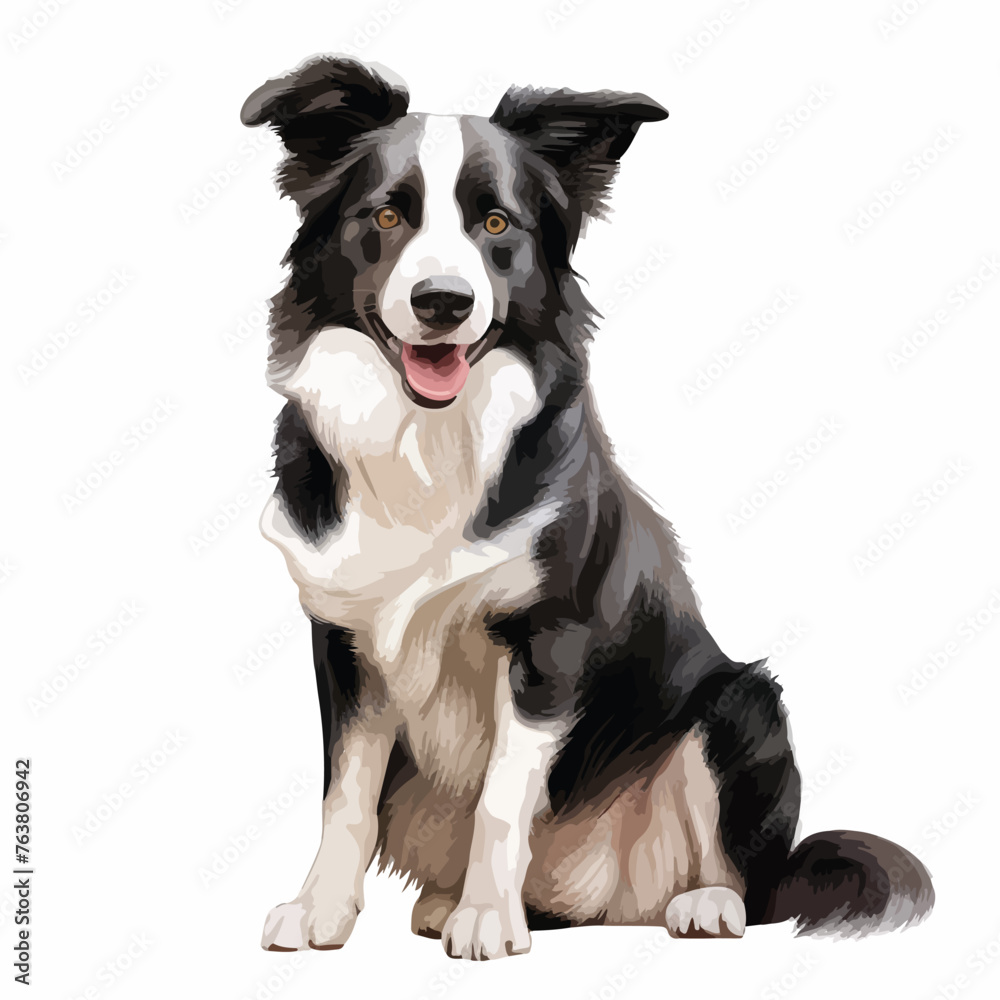 Border Collie clipart isolated on white background
