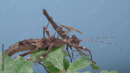 Medauroidea extradentata sit on top of each other. photo