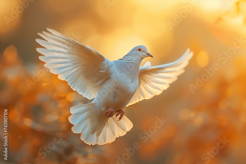 White dove flying in sun