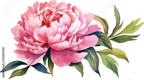 Soft pink peony. watercolor illustration. flower 