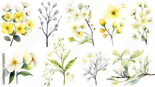 Collection of Watercolor Spring Flowers Delicate Botanical Illustrations © John