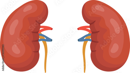 Kidneys cartoon icon. Urinary organ. Internal anatomy