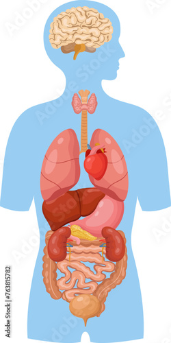 Human internal organs. Medical illustration. Anatomy education
