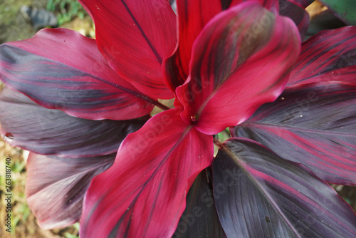 Selective focus red cordyline fruticose or hanjuang and called andong in Indonesian Language. ornamental plant tree