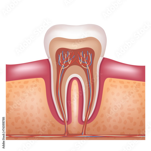 The structure of a human tooth. Anatomy of the tooth. Vector illustration.