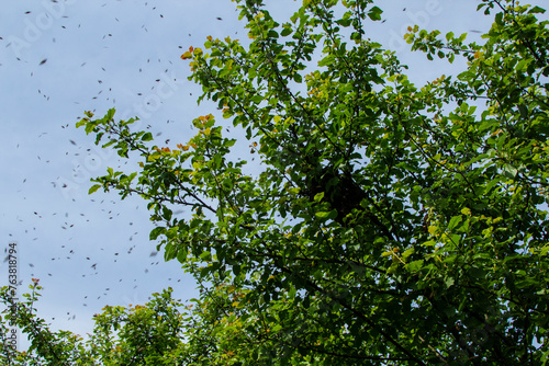 Swarming bees. Bee swarm on a tree branch.  Instinct of reproduction of bees leads to the separation of a group of these insects from their former colony. 