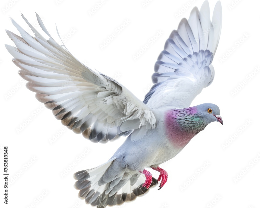 Pigeon Flying - Isolated White Background with Natural Feather Wings of Dove Bird Pigeon Flying - Isolated White Background with Natural Feather Wings of Dove Bird