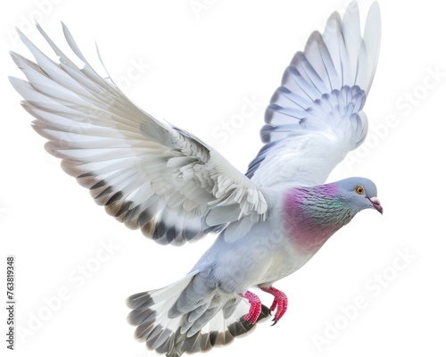 Pigeon Flying - Isolated White Background with Natural Feather Wings of Dove Bird © Web
