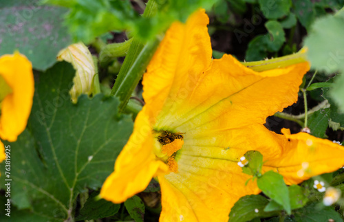 A hardworking bee pollinates a yellow zucchini flower among green foliage in a vegetable garden in spring