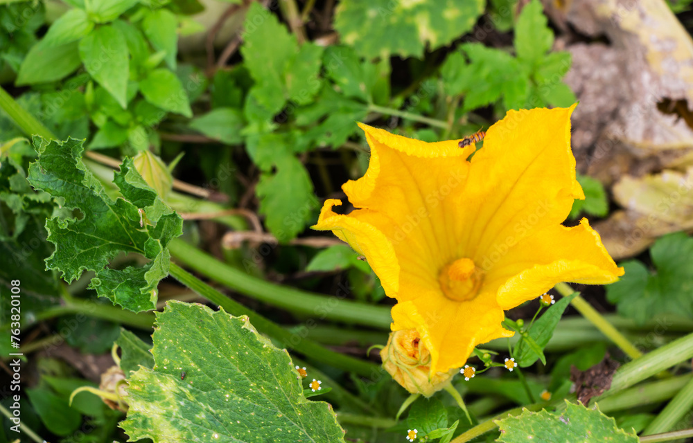 A hardworking bee pollinates a yellow zucchini flower among green foliage in a vegetable garden in spring A hardworking bee pollinates a yellow zucchini flower among green foliage in a vegetable garden in spring