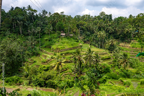 Terraced Rice Fields in Bali, Indonesia