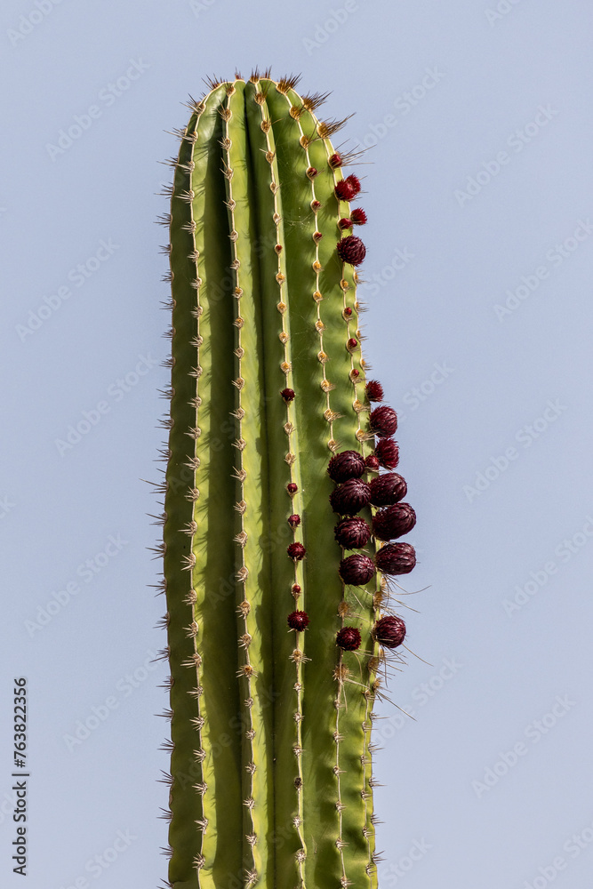 Naklejka premium cactus