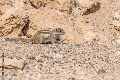 Barbary ground squirrel (Atlantoxerus getulus) photo