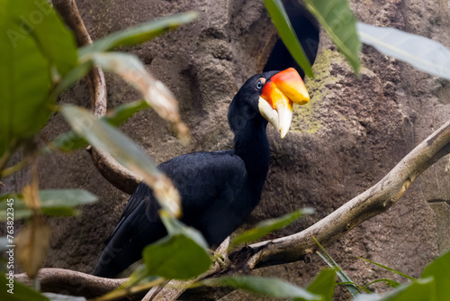 Wrinkled hornbill (Rhabdotorrhinus corrugatus) photo