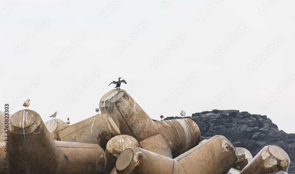 A flock of birds resting on a tetrapod. Larus, seagull, cormorant, Phalacrocorax capillatus