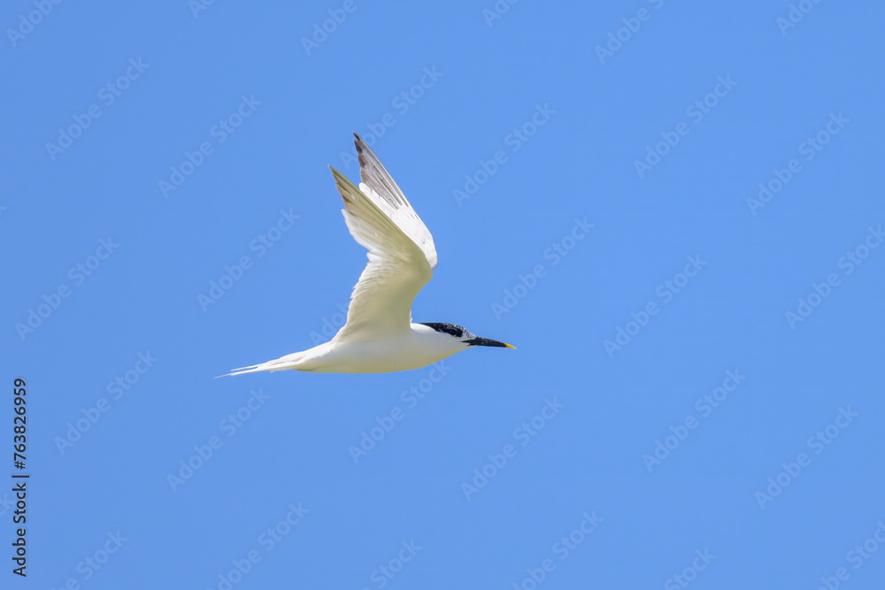 A sandwich tern in flight blue sky A sandwich tern in flight blue sky