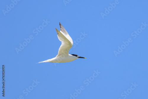 A sandwich tern in flight blue sky
