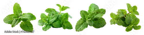 isolated fresh green mint leaves set