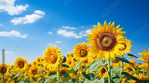 Sunflower field with cloudy blue sky