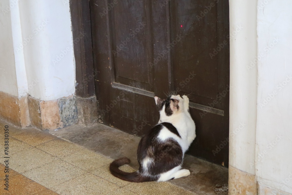 white with black strip cat playing his paw on the wooden door. looks and stretches paw. 