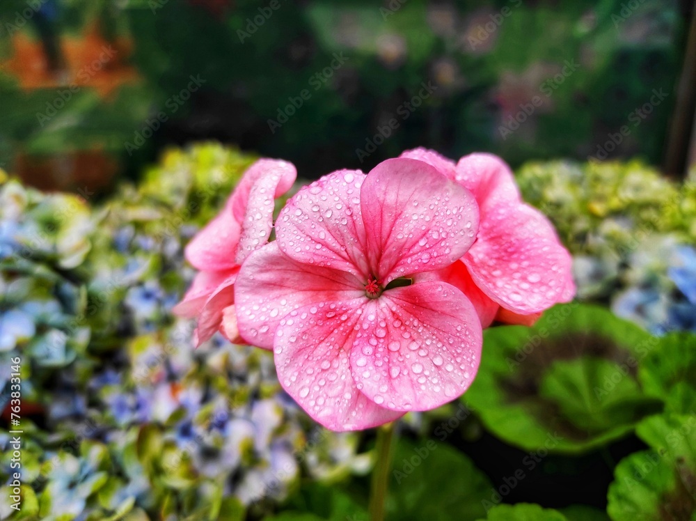 Pelargonium hortorum, zonal geranium or garden geranium Pelargonium hortorum, zonal geranium or garden geranium