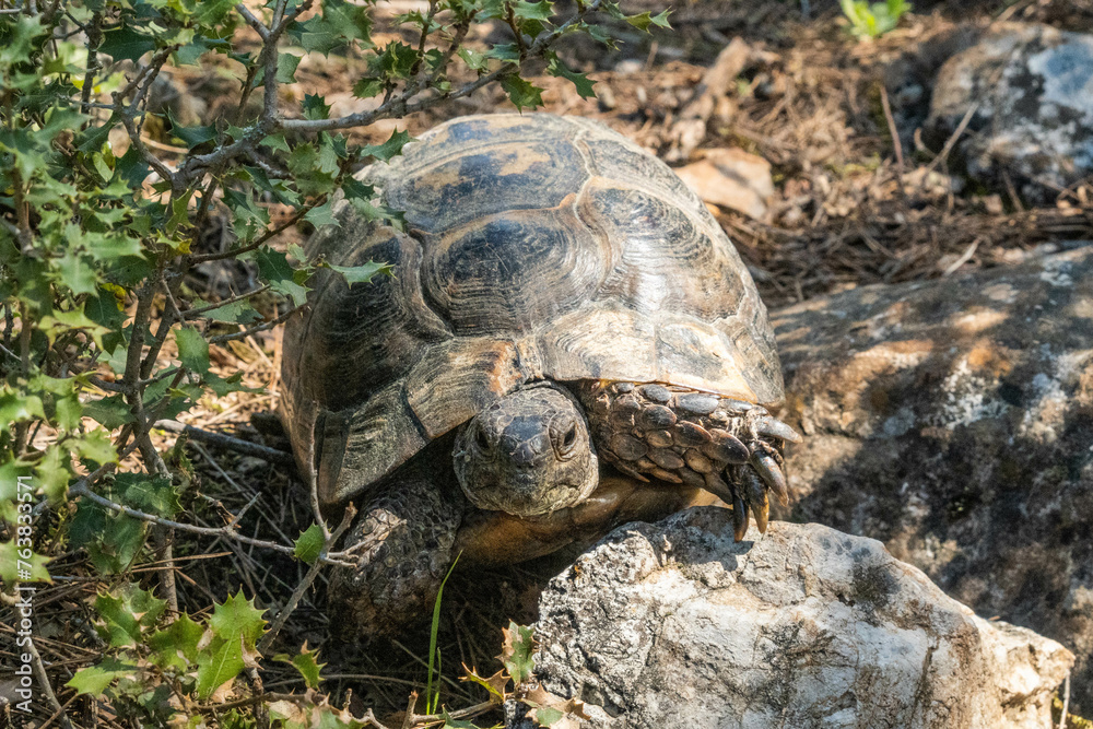 Greek tortoises (Testudo graeca) on the Lycian Way, Antalya, Turkey Greek tortoises (Testudo graeca) on the Lycian Way, Antalya, Turkey