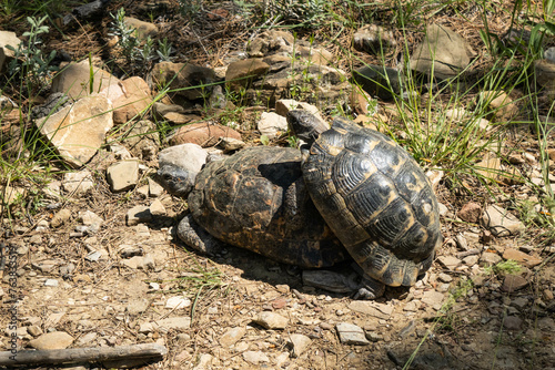 Greek tortoises (Testudo graeca) on the Lycian Way, Antalya, Turkey